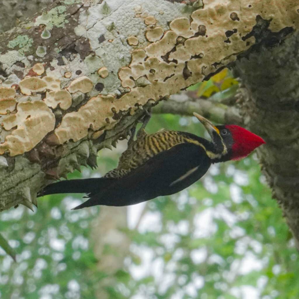 Linneated woodpecker