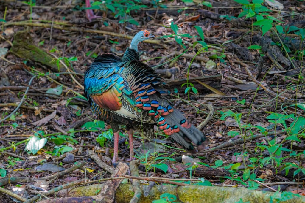 Ocellated turkey