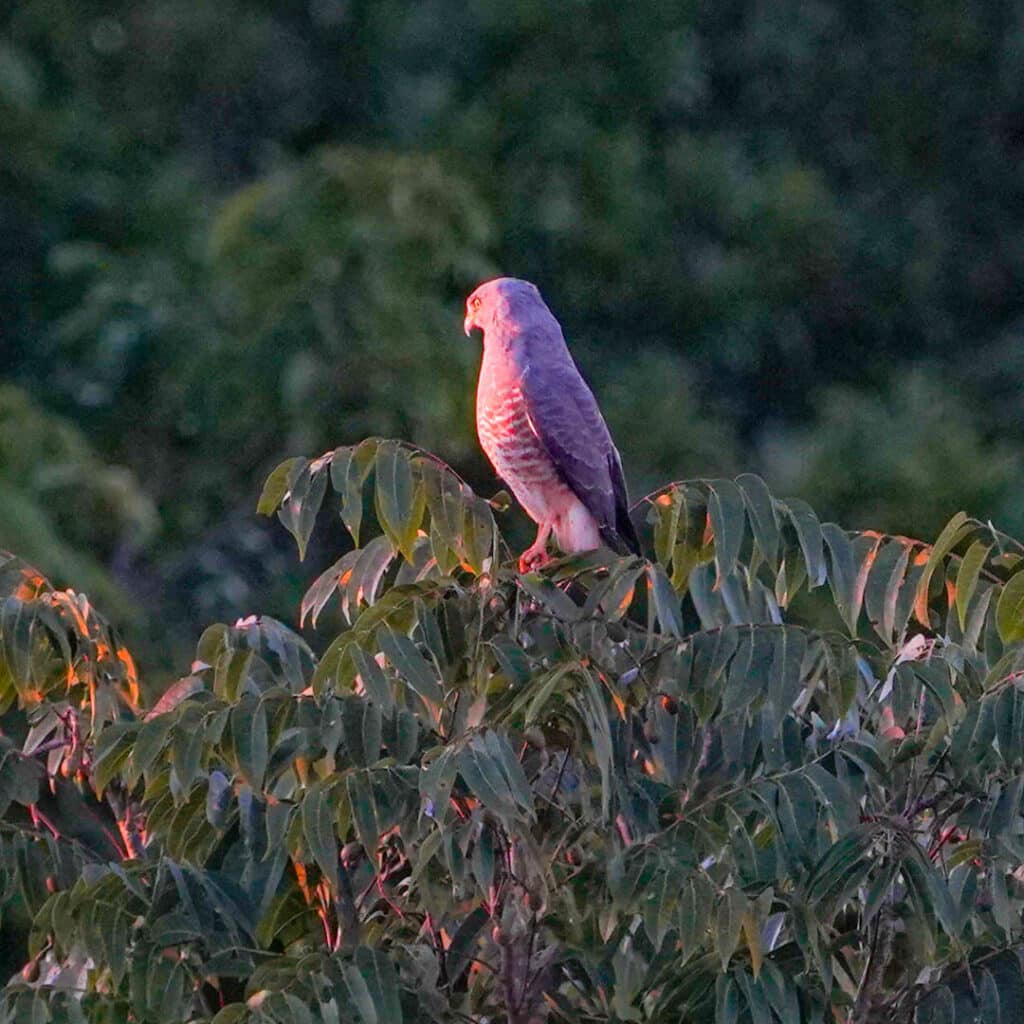 Roadside hawk Central America