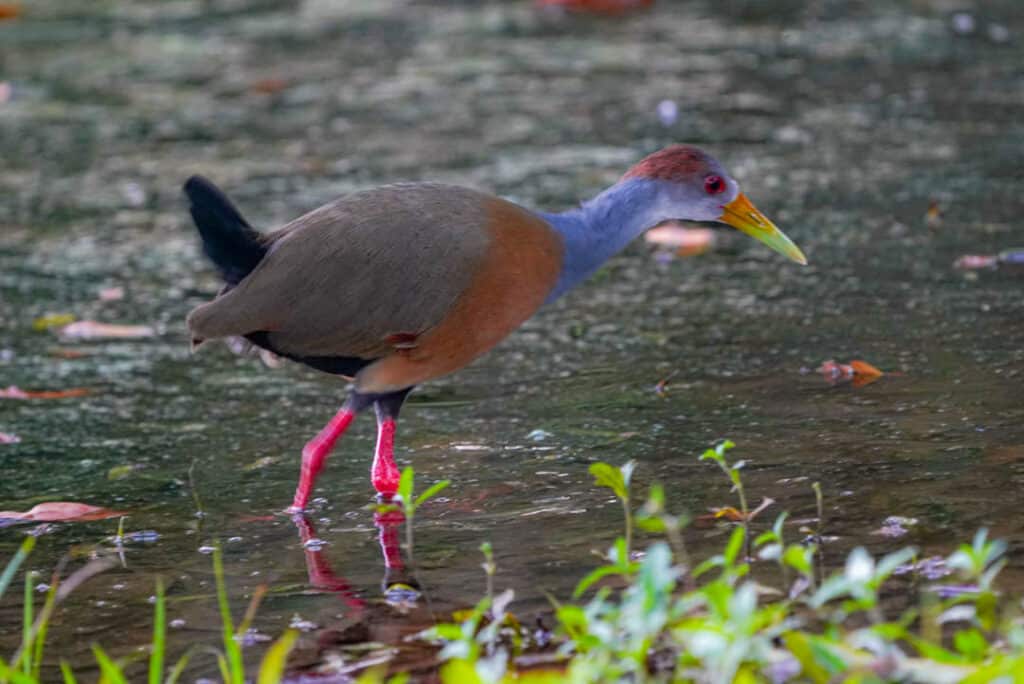 Russet-naped wood rail