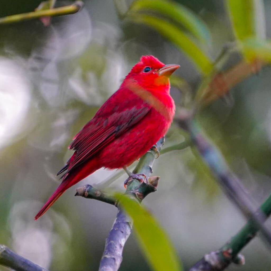 Summer tanager Tikal