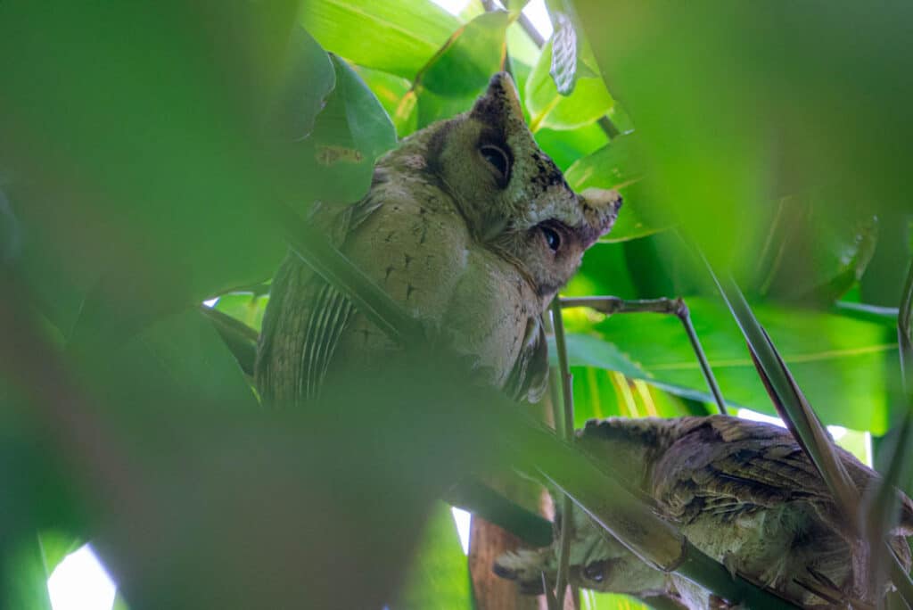 Collared Scops owl Thailand
