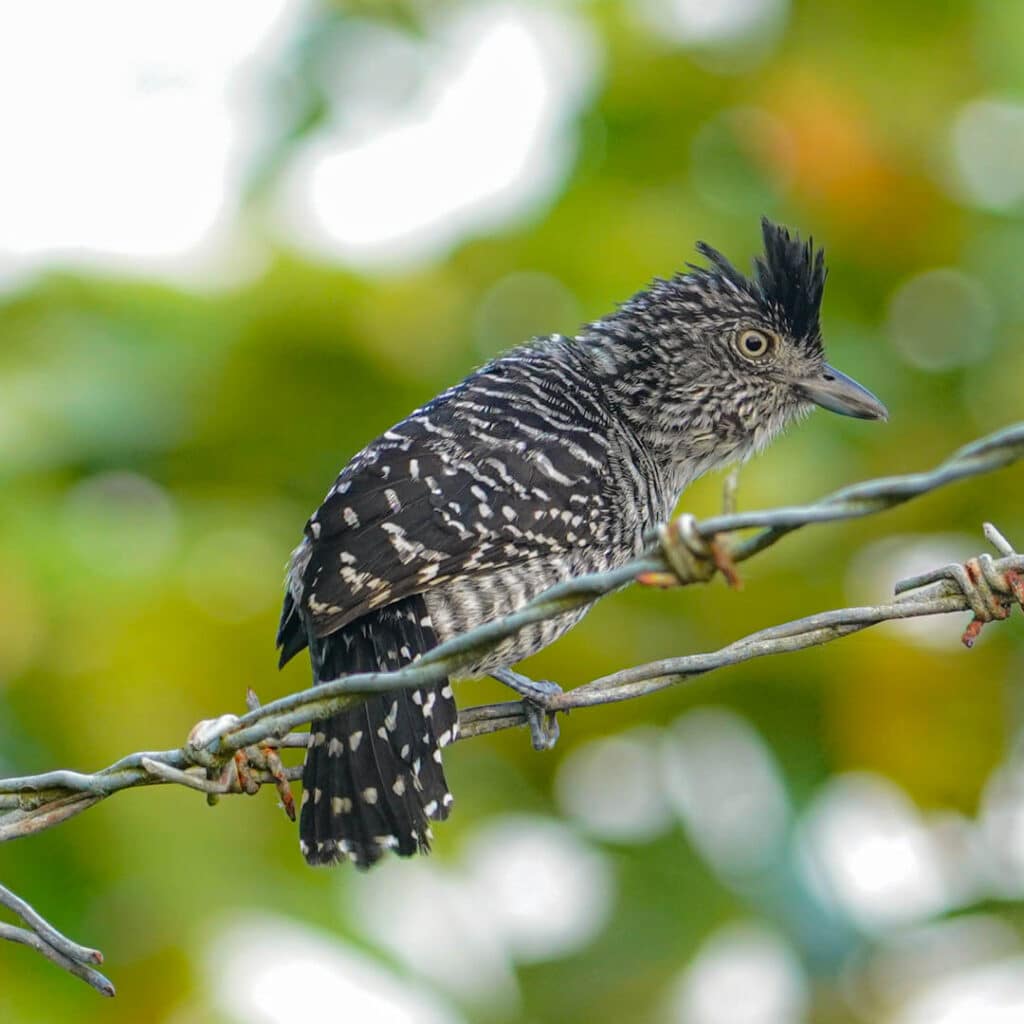 Barred antshrike Panama
