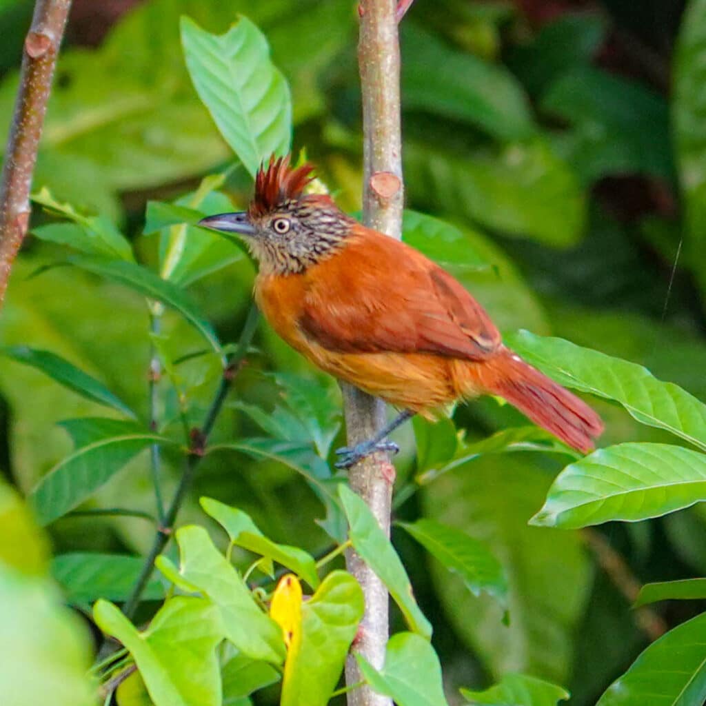 Barred antshrike female