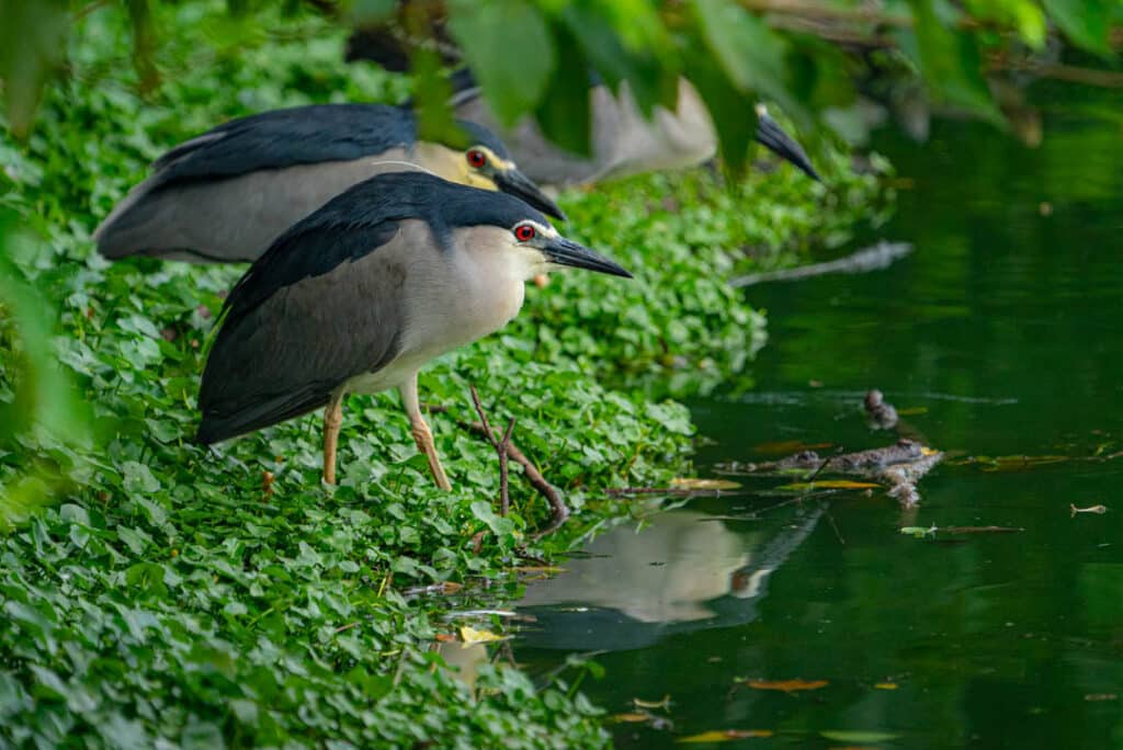 Black-crowned night heron Daan Park