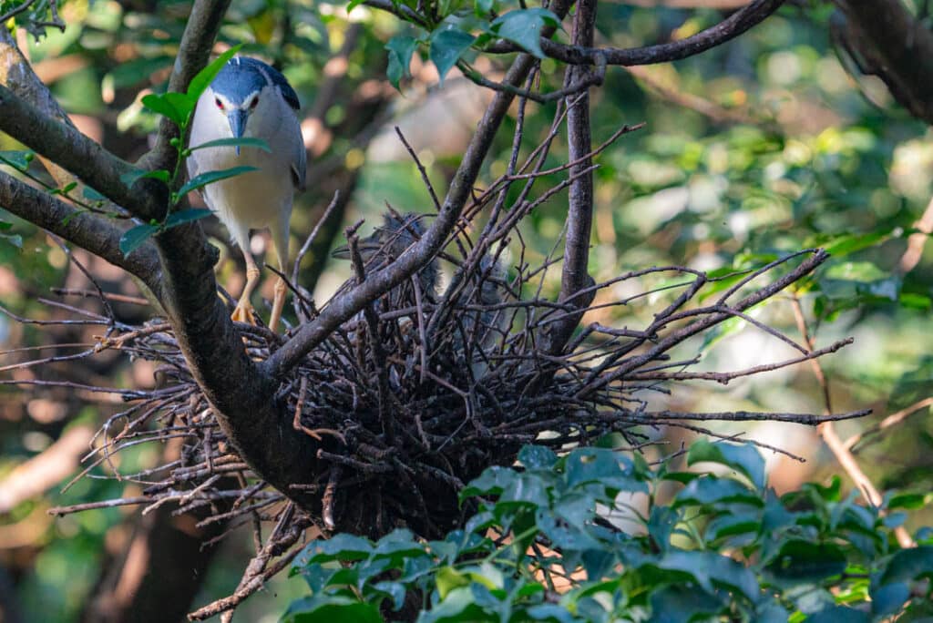 Black-crowned night heron nest