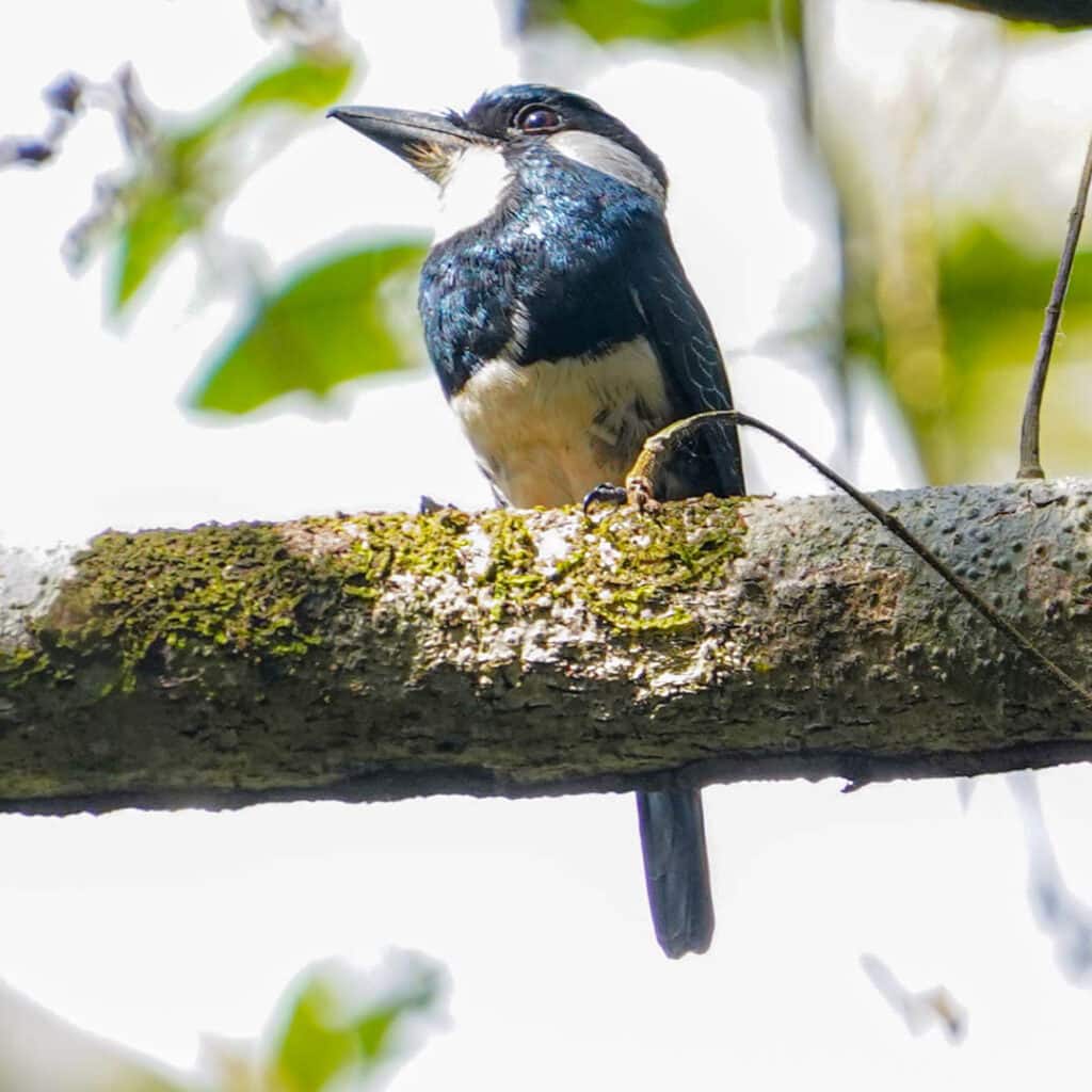 Black-breasted puffbird