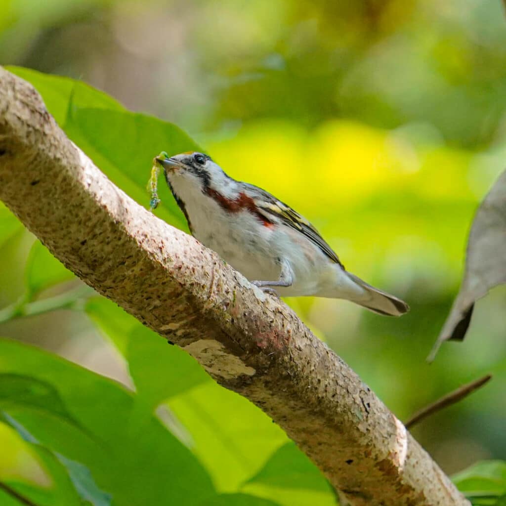 Chestnut-sided warbler Soberania National Park