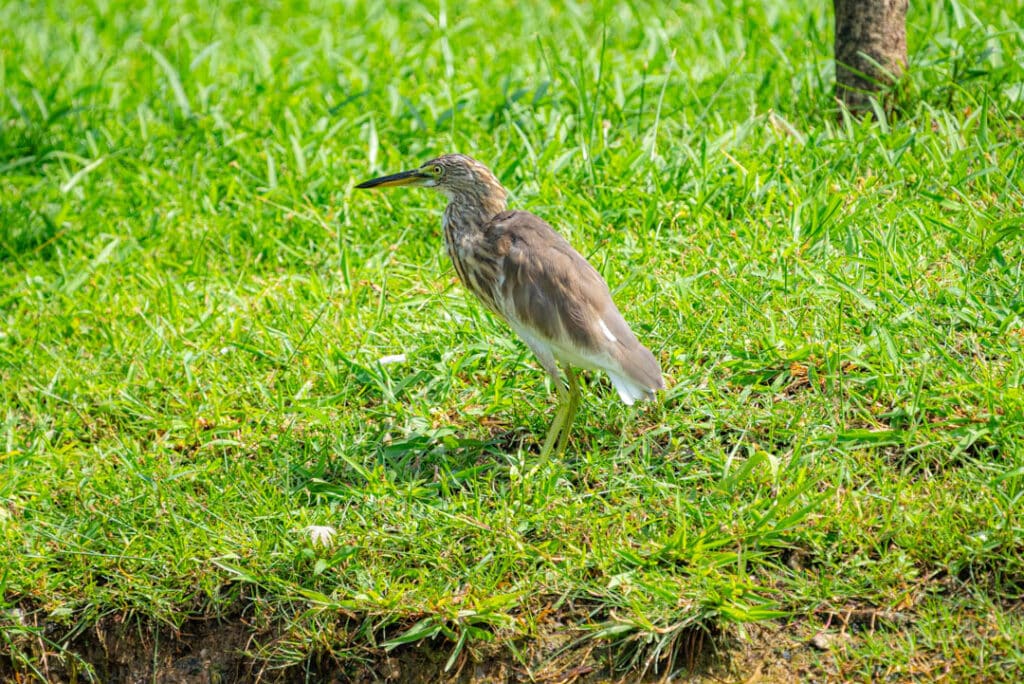 Chinese pond heron