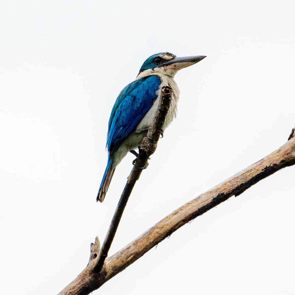 Collared kingfisher Bangkok