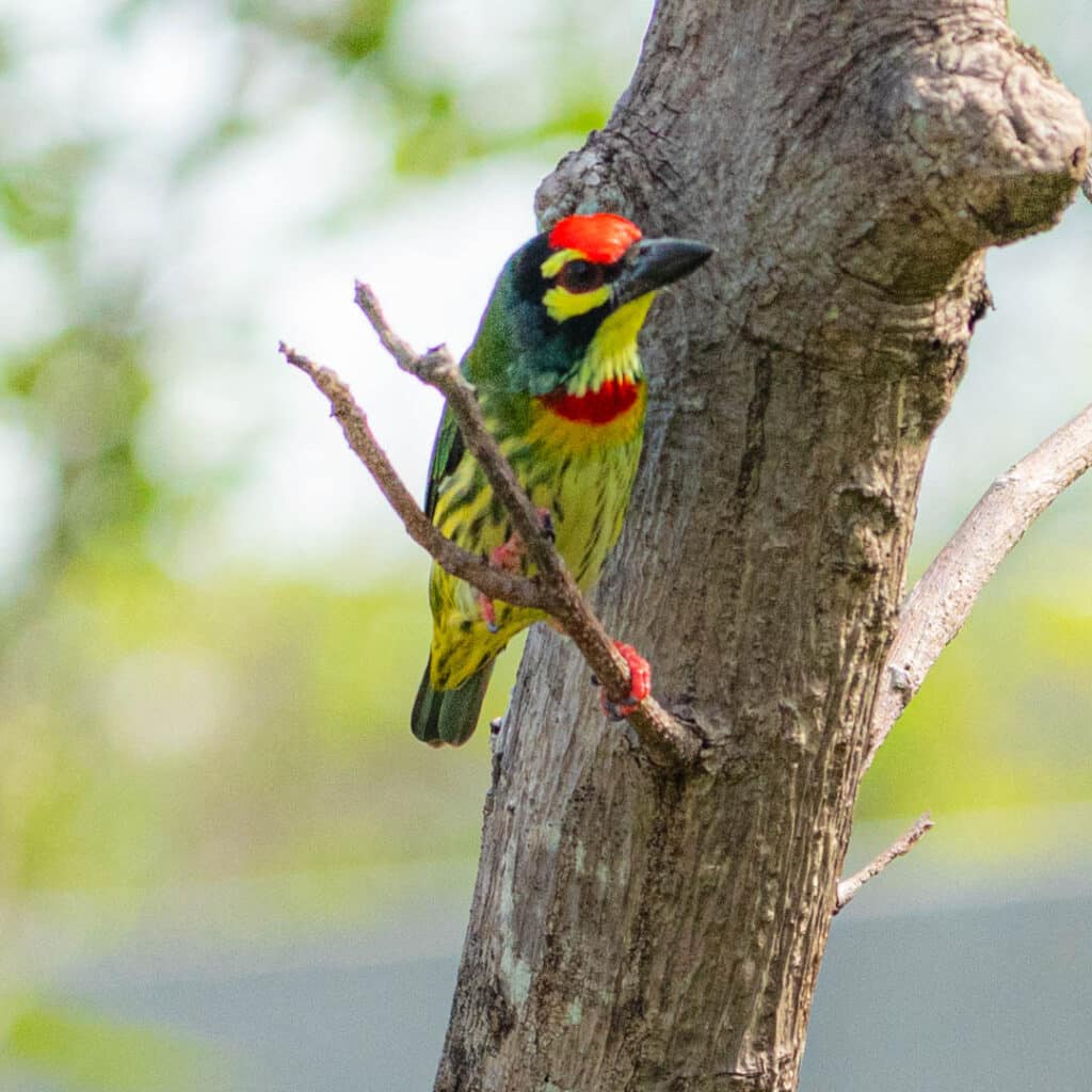 Coppersmith barbet