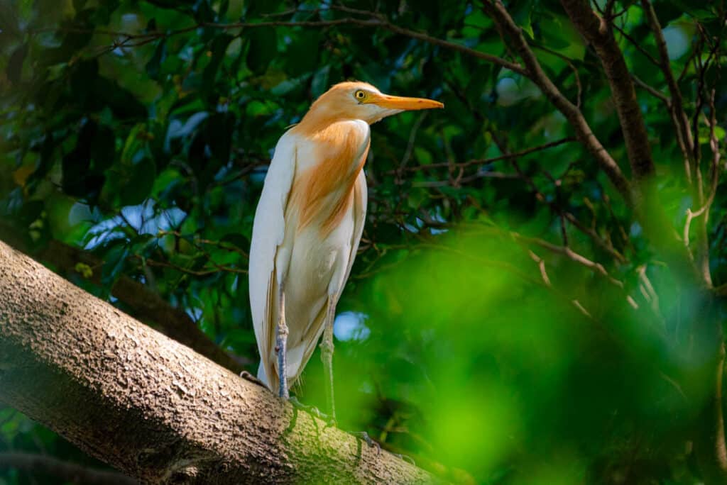 Eastern cattle egret