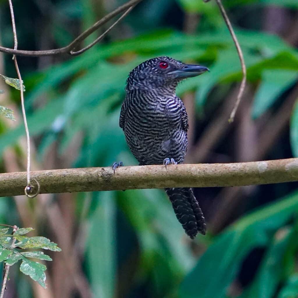 Fasciated antshrike Panama