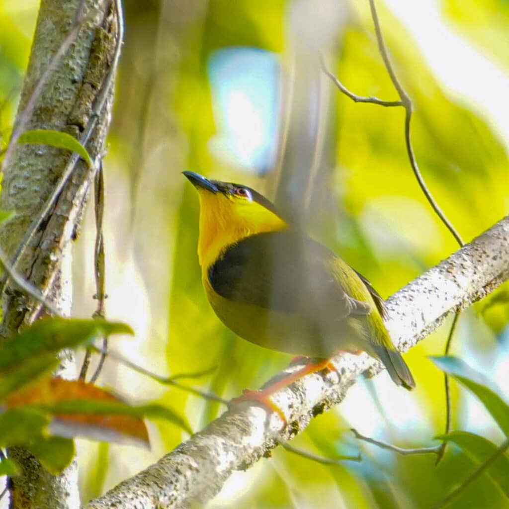 Birding Pipeline Road Panama