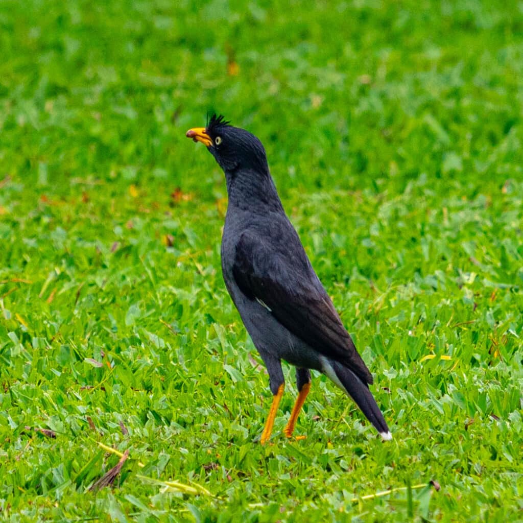Javan myna Taiwan