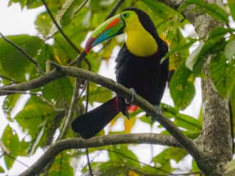 Keel-billed toucans Soberania National Part