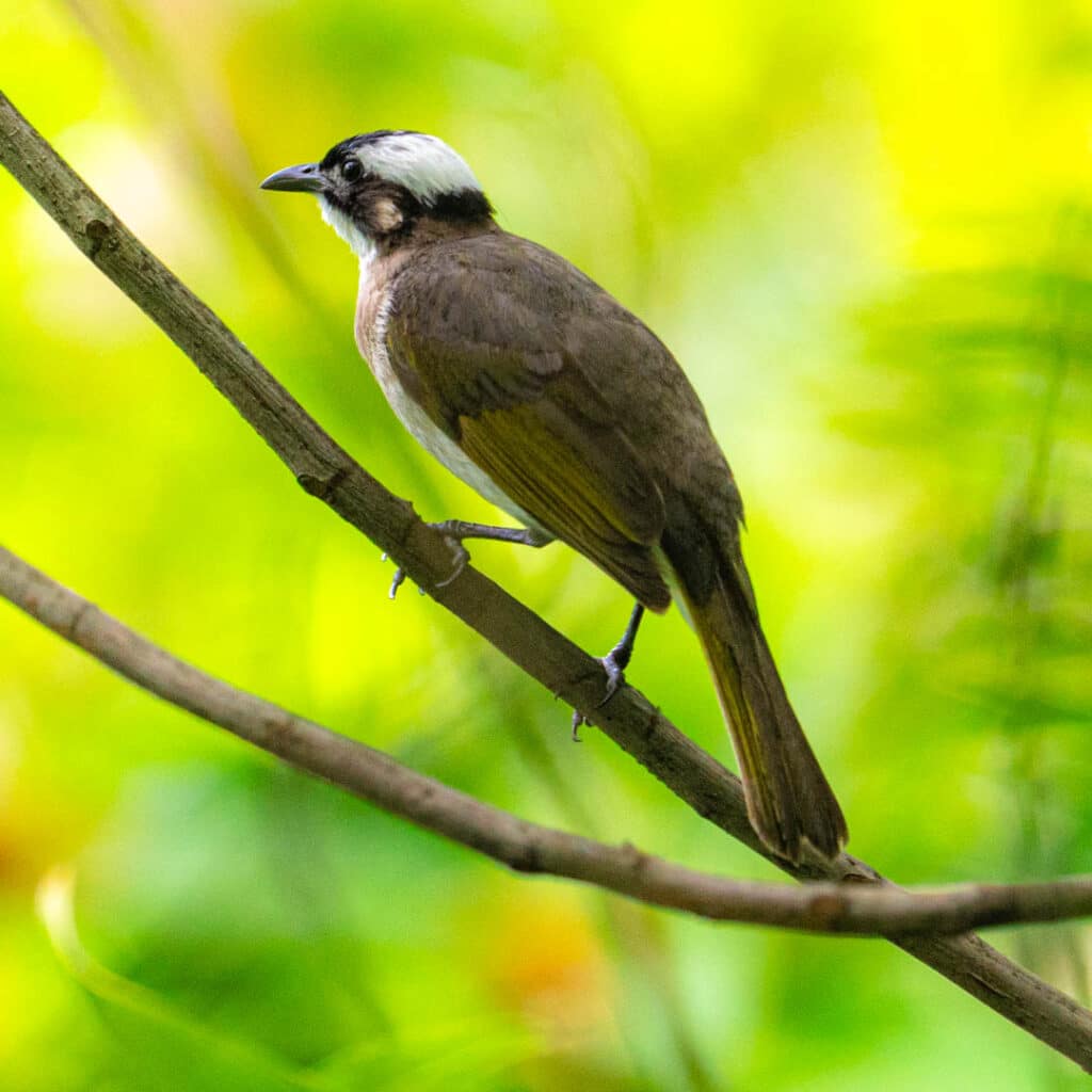 Light-vented bulbul