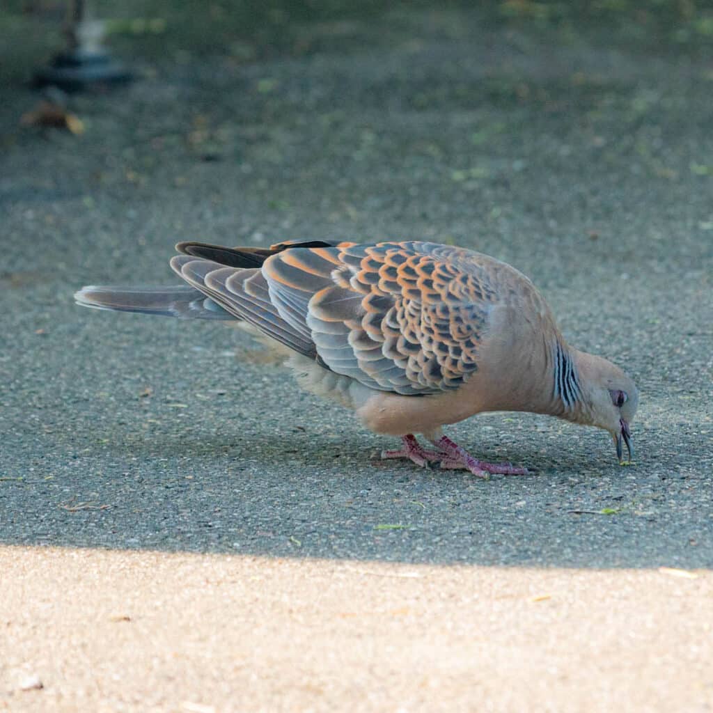 Daan Park Taiwan oriental turtle dove