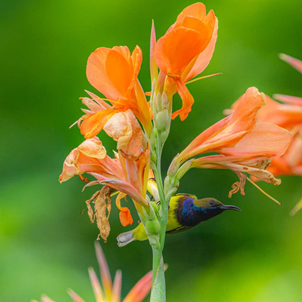 Ornate sunbird Benjikitti Park