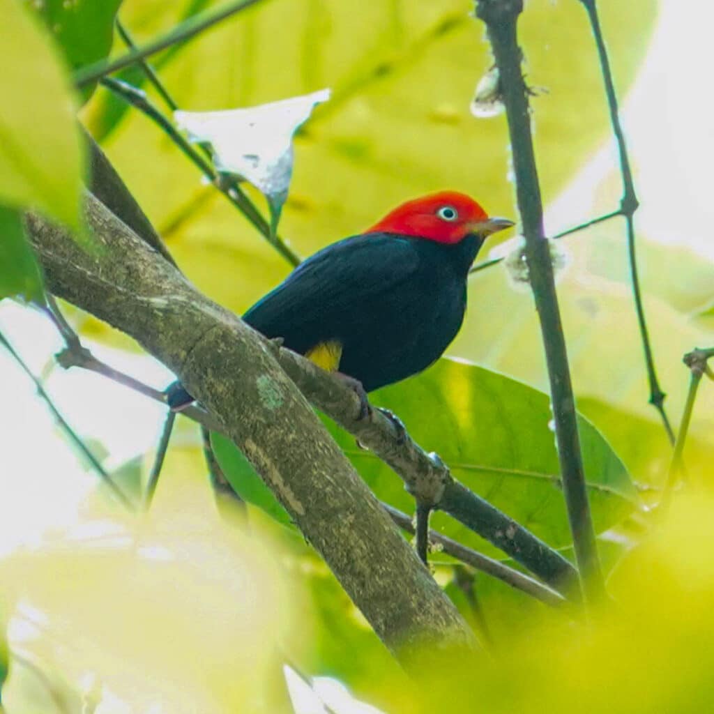 Red-capped manakin Panama