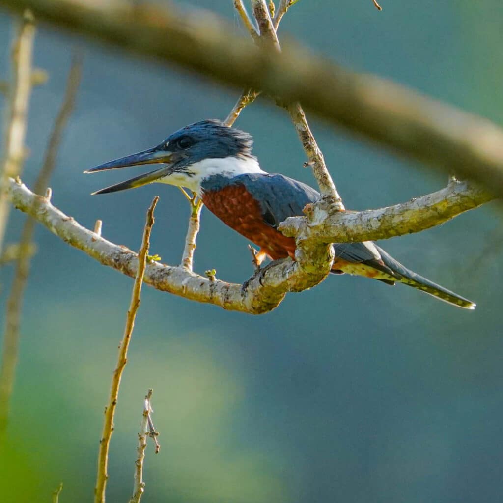 Birding Pipeline Road Panama