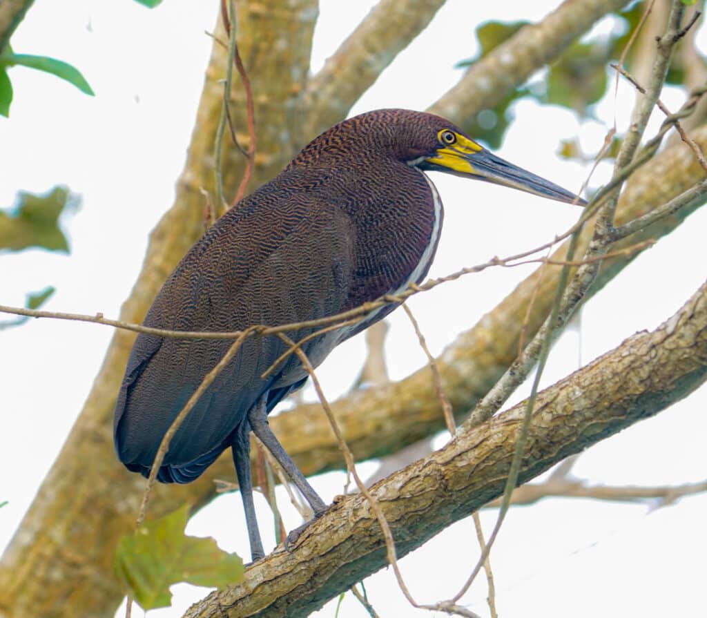 Rufescent tiger heron Ammo Pond
