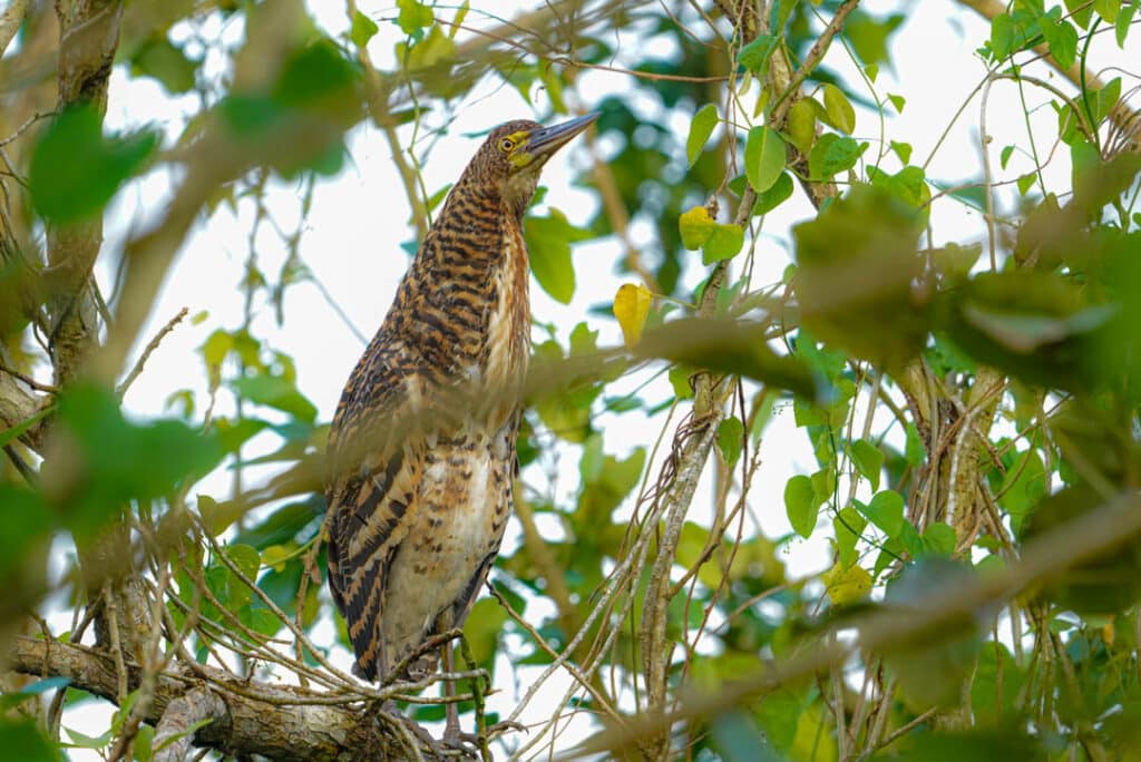 Rufescent tiger heron immature