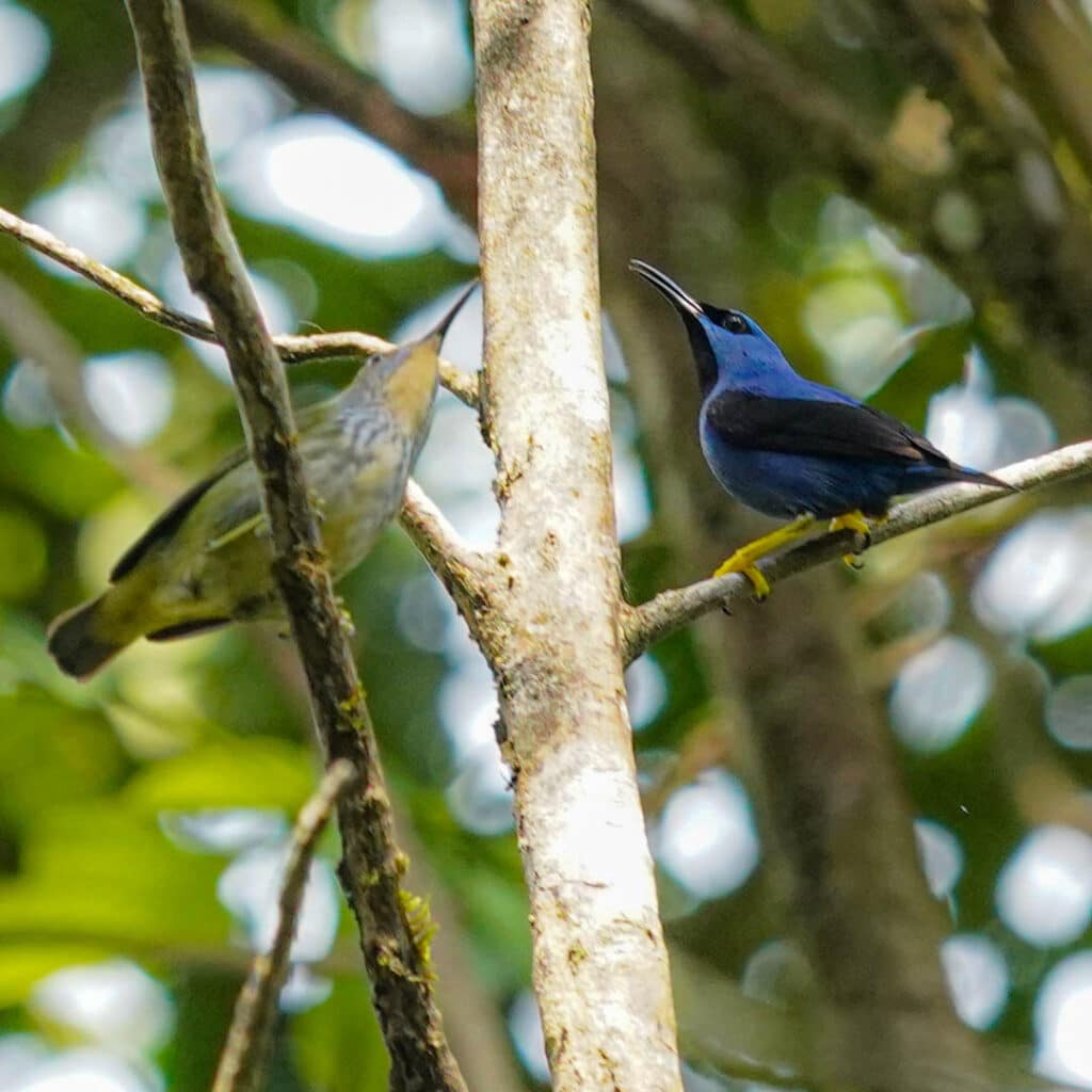 Shining honeycreeper Pipeline Road