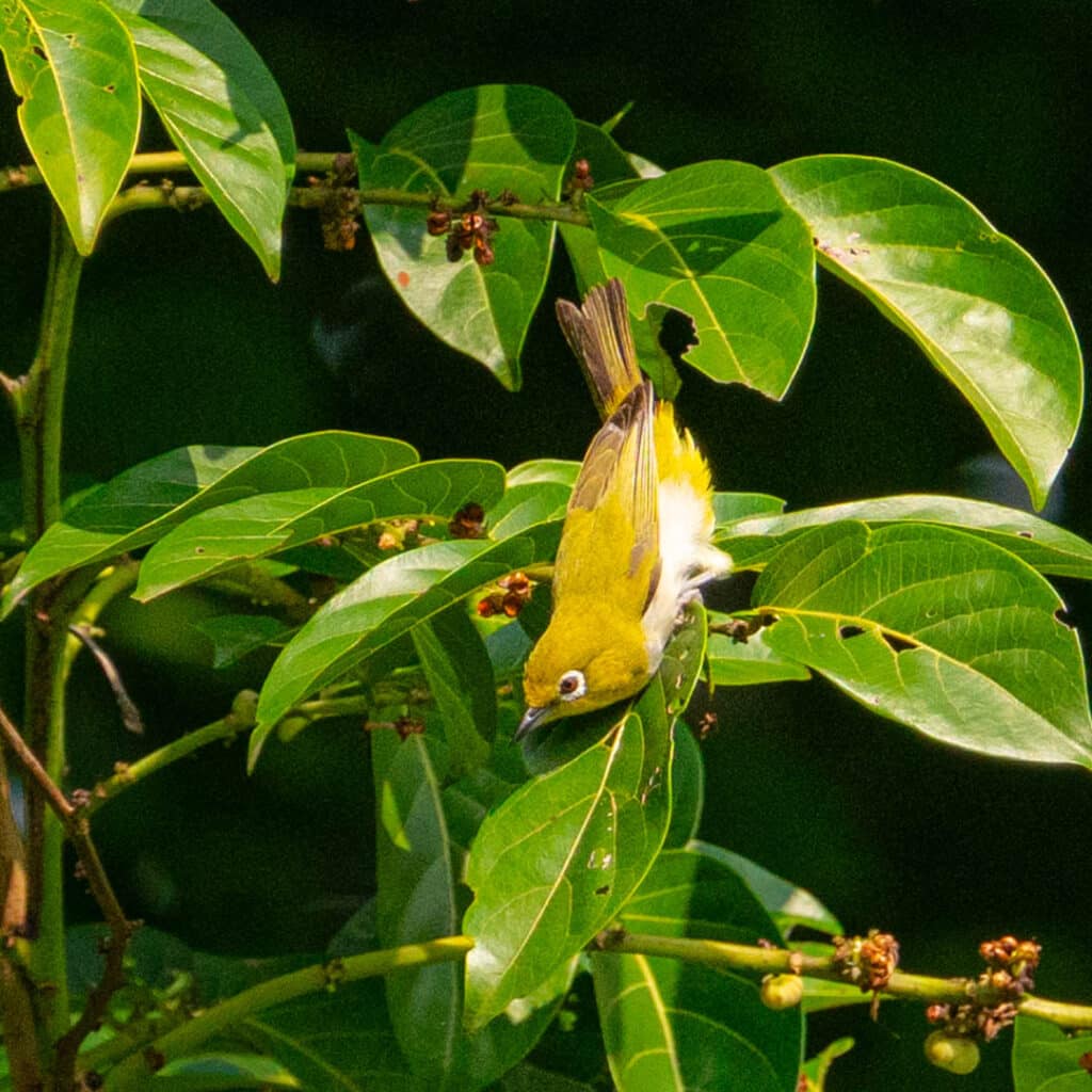 Swinhoe's white eye