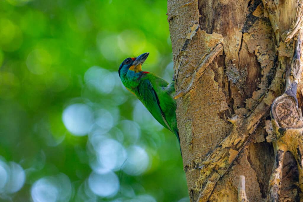 Taiwan barbet Daan Park