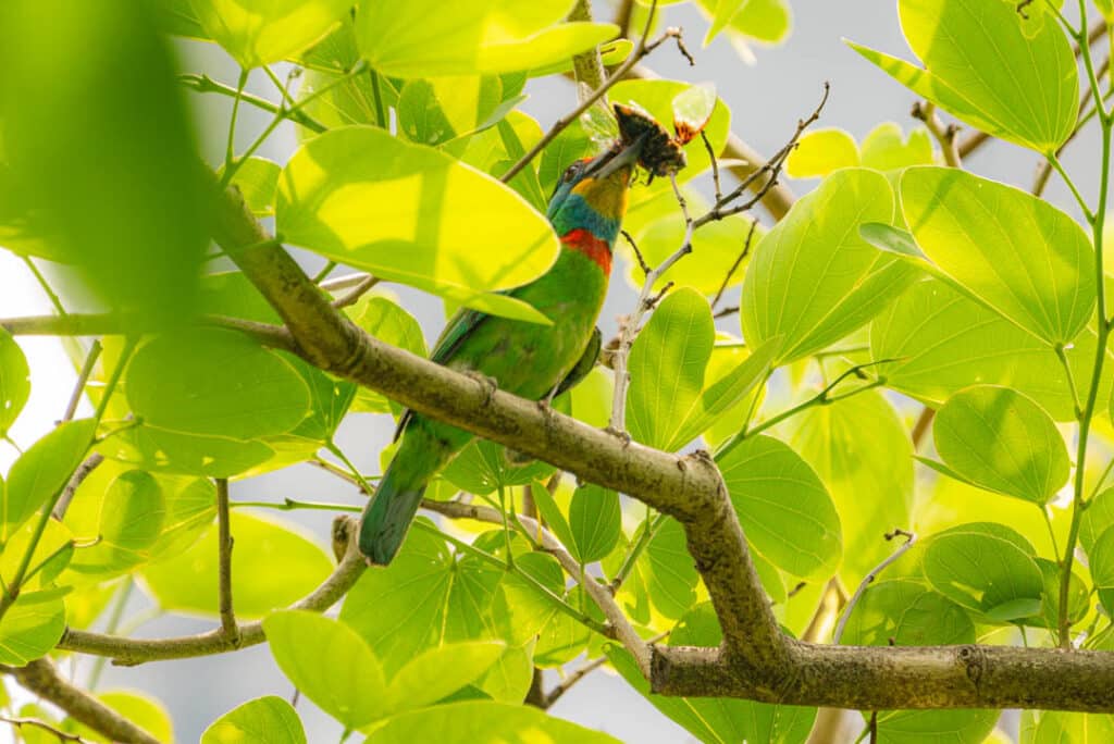 Daan Park Taiwan barbet