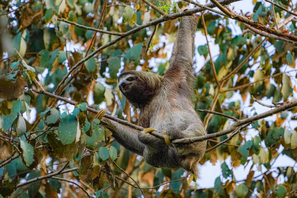 Three-toed sloth Panama