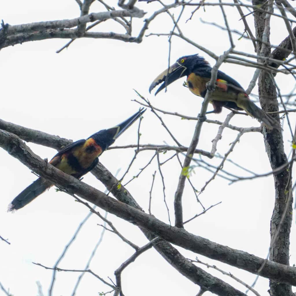 Collared aracaris Panama