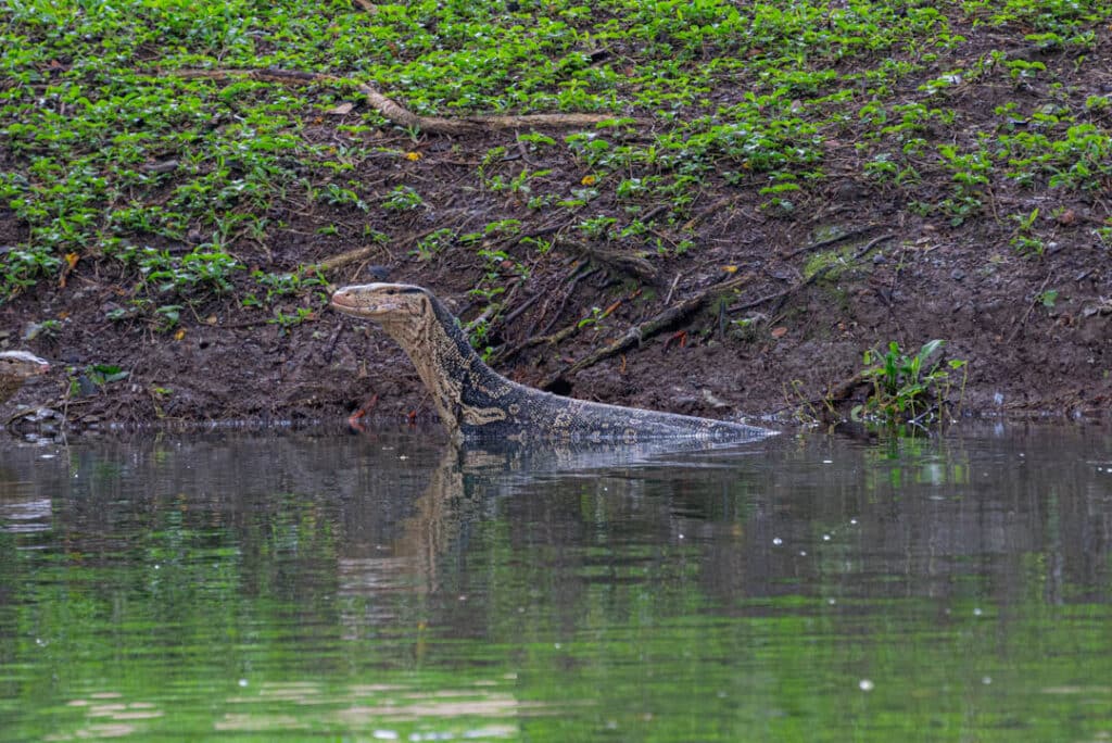 Water monitor Lumphini Park