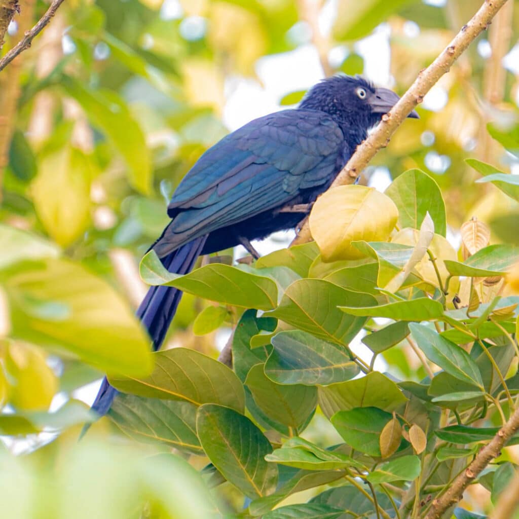 Greater ani Panama