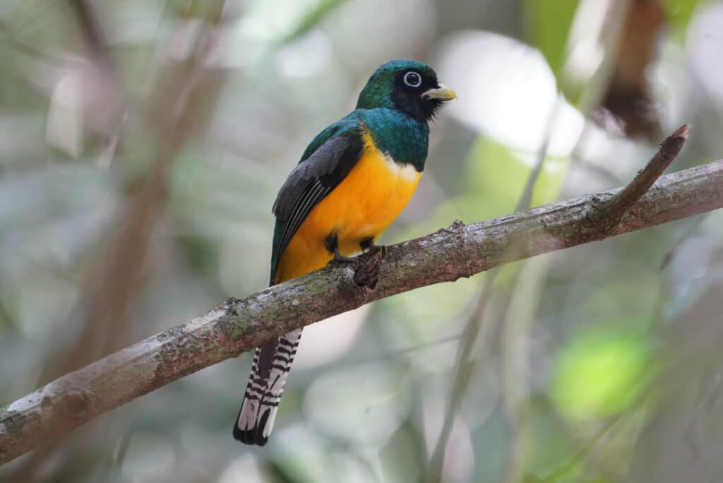 Birding Pipeline Road Panama northern black-throated trogon