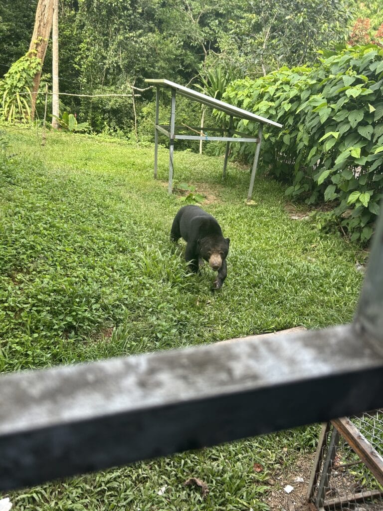 Malaysian sun bear