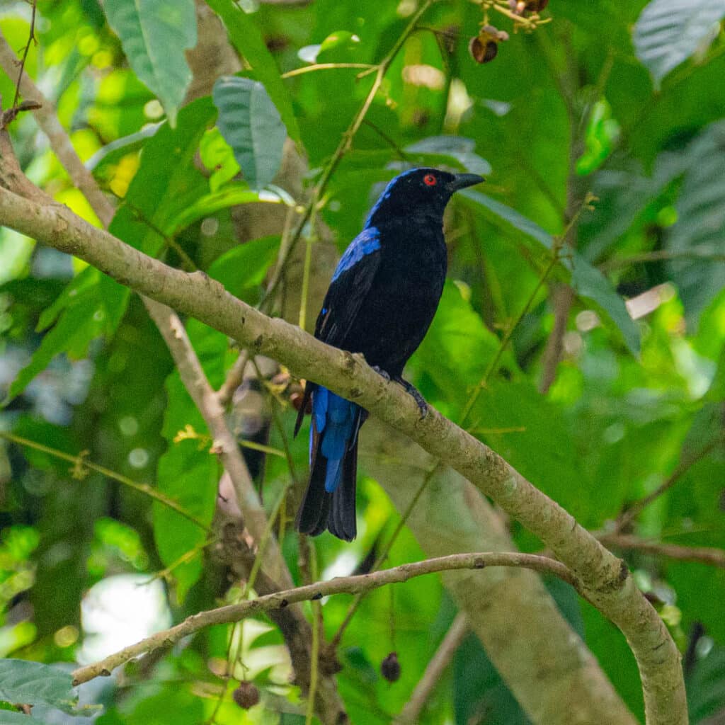 Asian fairy-bluebird