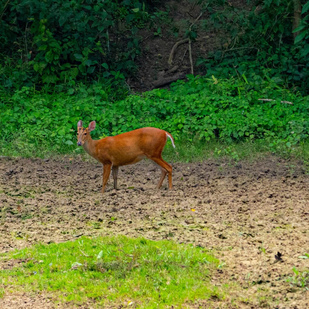 Barking deer Kaeng Krachan