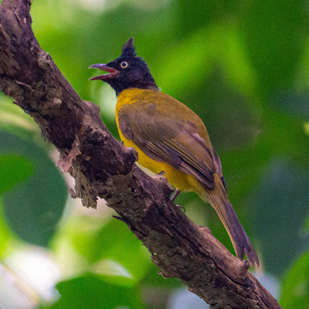 Black-crested bulbul Baan Maka Nature Lodge