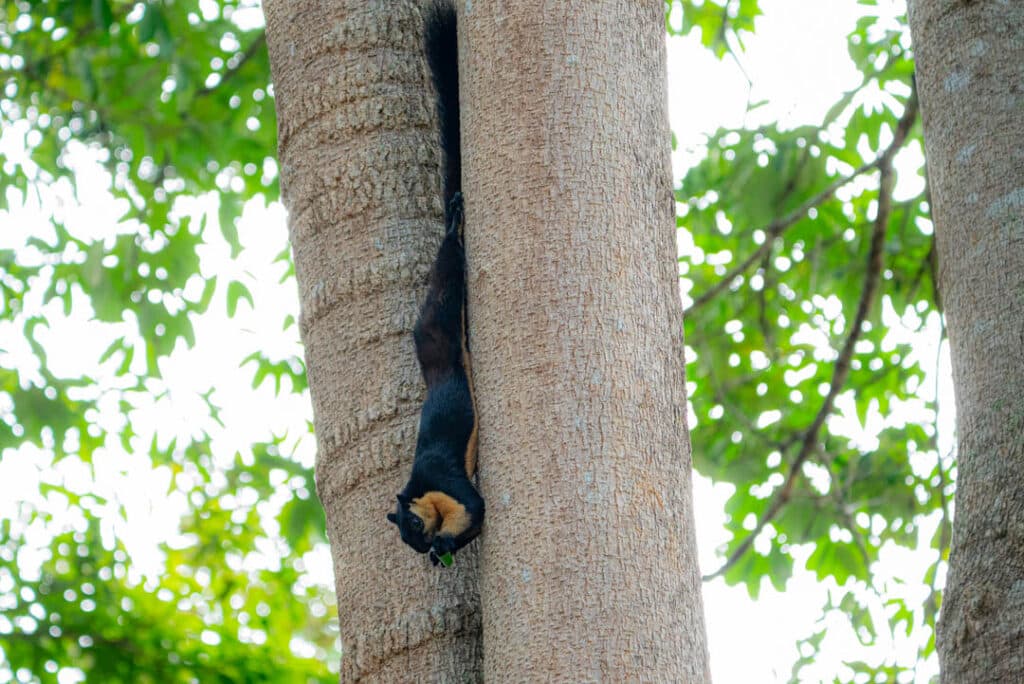 Black giant squirrel