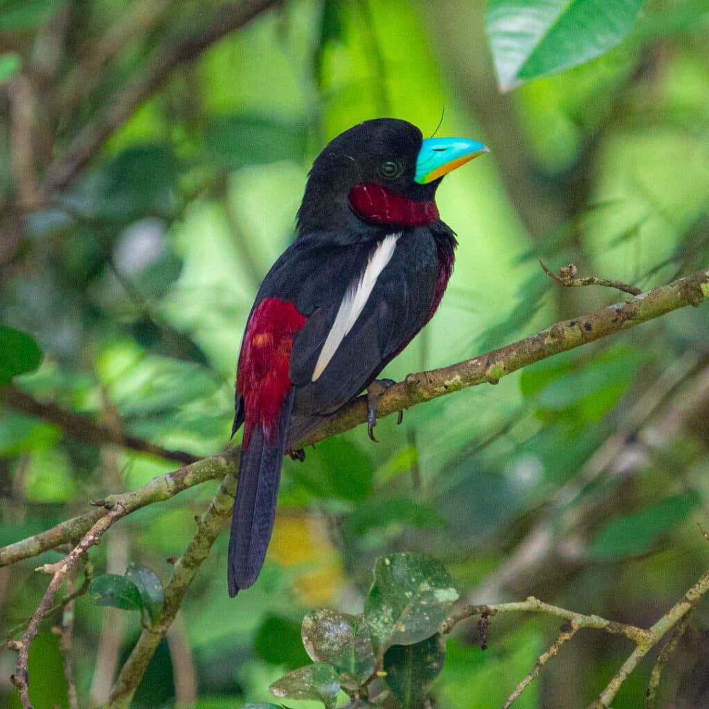 black-and-red broadbill