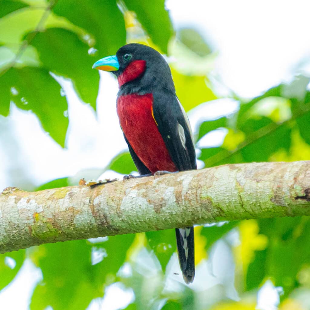 Kaeng Krachan birds