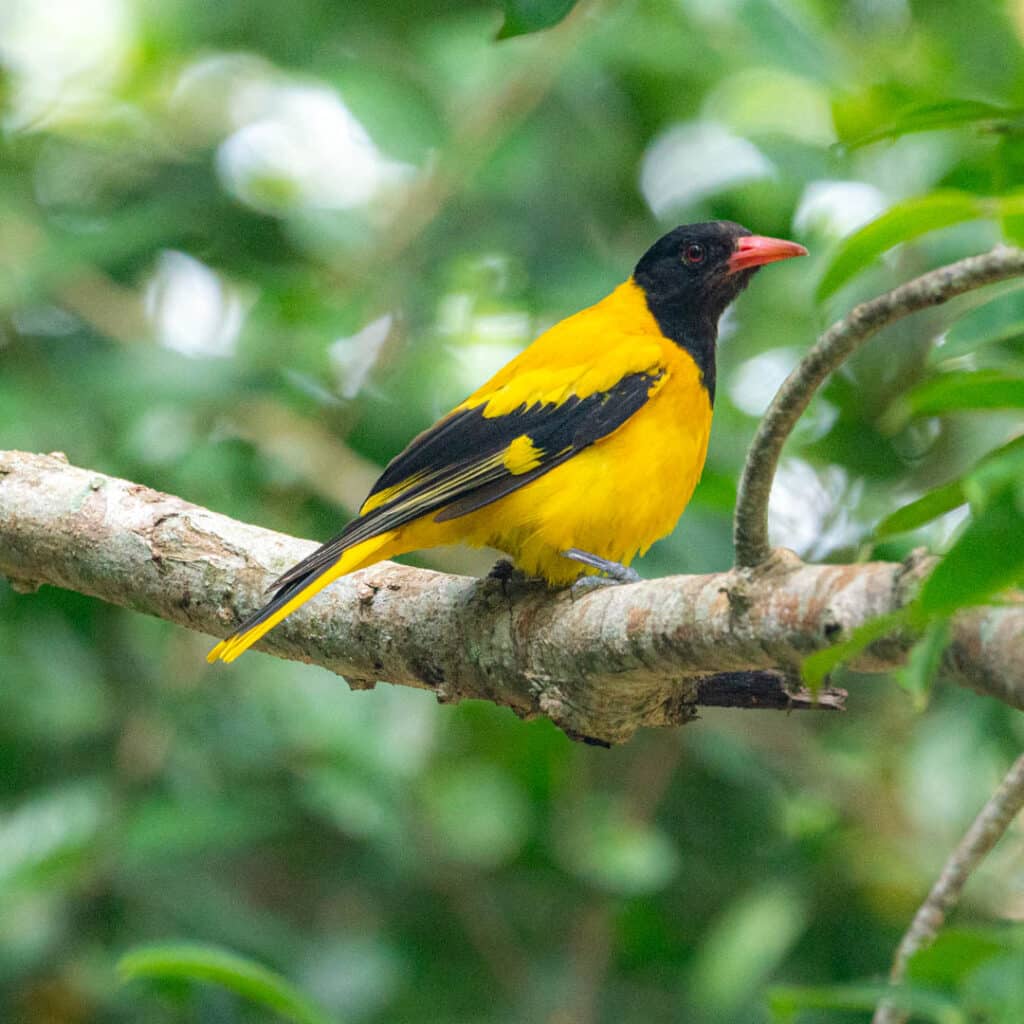 Black-hooded oriole Thailand