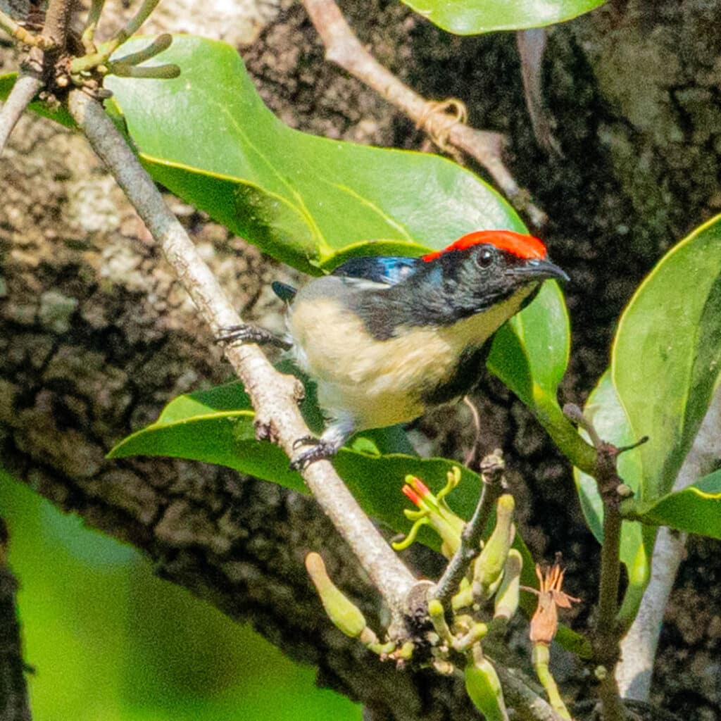 Scarlet-backed flowerpecker