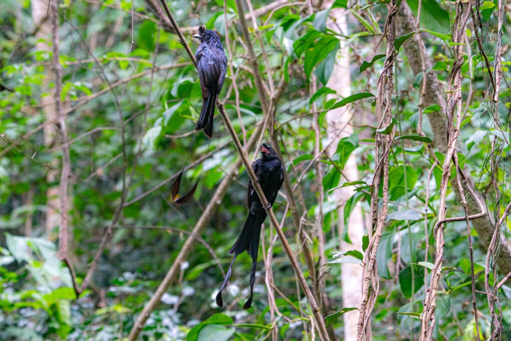 Greater racket-tailed drongo