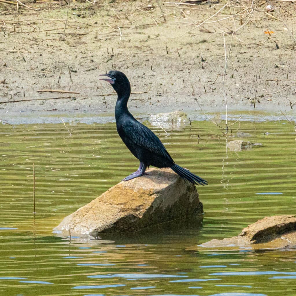 Little cormorant Asia