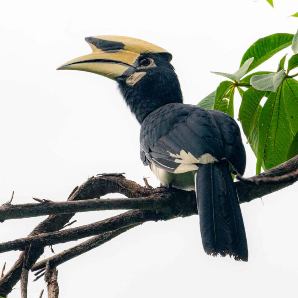 Oriental-pied hornbill