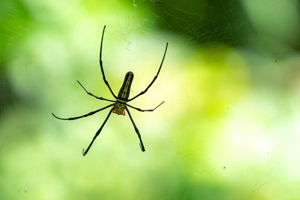 Thailand giant golden orb spider