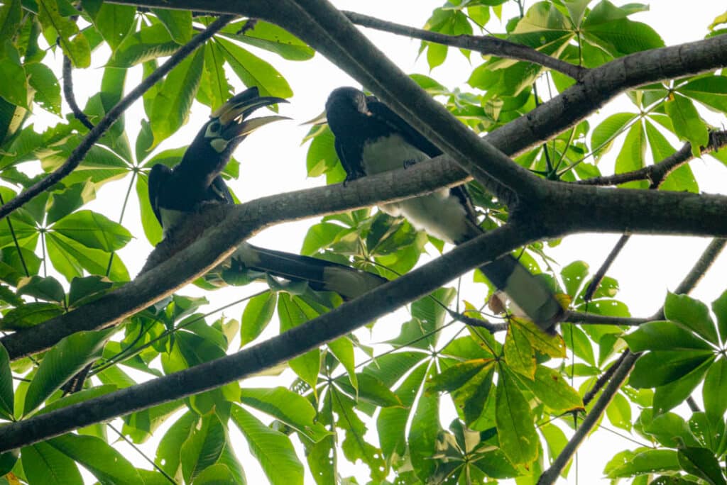 Baan Maka Nature Lodge birding